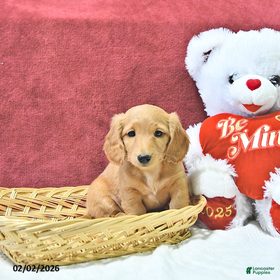 Miniature Dachshund dogs Ginger - Ad 10