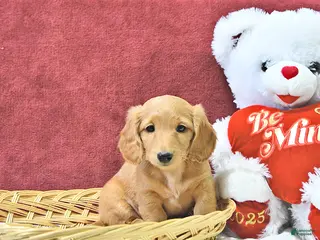 Miniature Dachshund dogs Ginger - Ad 10