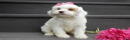 Cockapoo dogs for sale: Summer - Ad 6