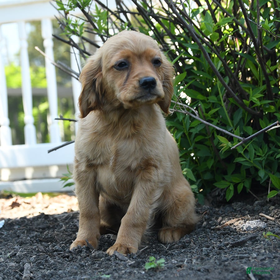 Miniature Golden Retriever dogs Bennet - Ad 2