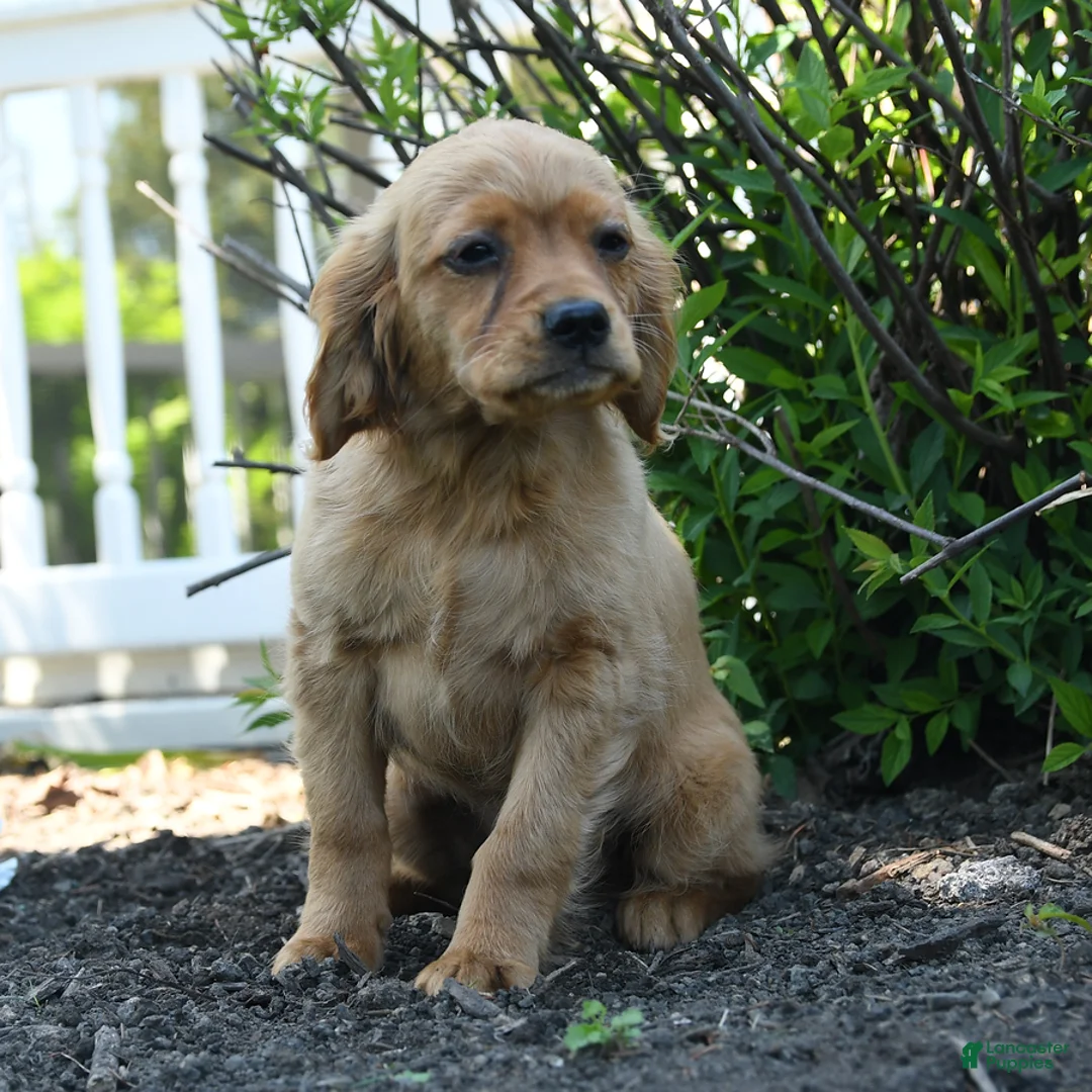 Miniature Golden Retriever dogs for sale: Bennet - Ad 2