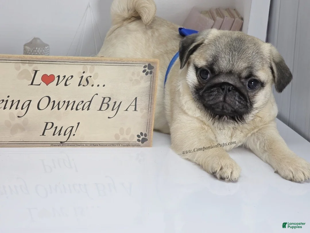Pug dogs for sale: Rain- Fawn Male Pug Puppy - Ad 5