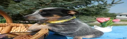 Australian Cattle Dog dogs for sale: Australian Cattle Dog 2 Sunshine - Ad 3