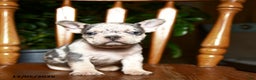 French Bulldog dogs for sale: Buddy - Ad 3