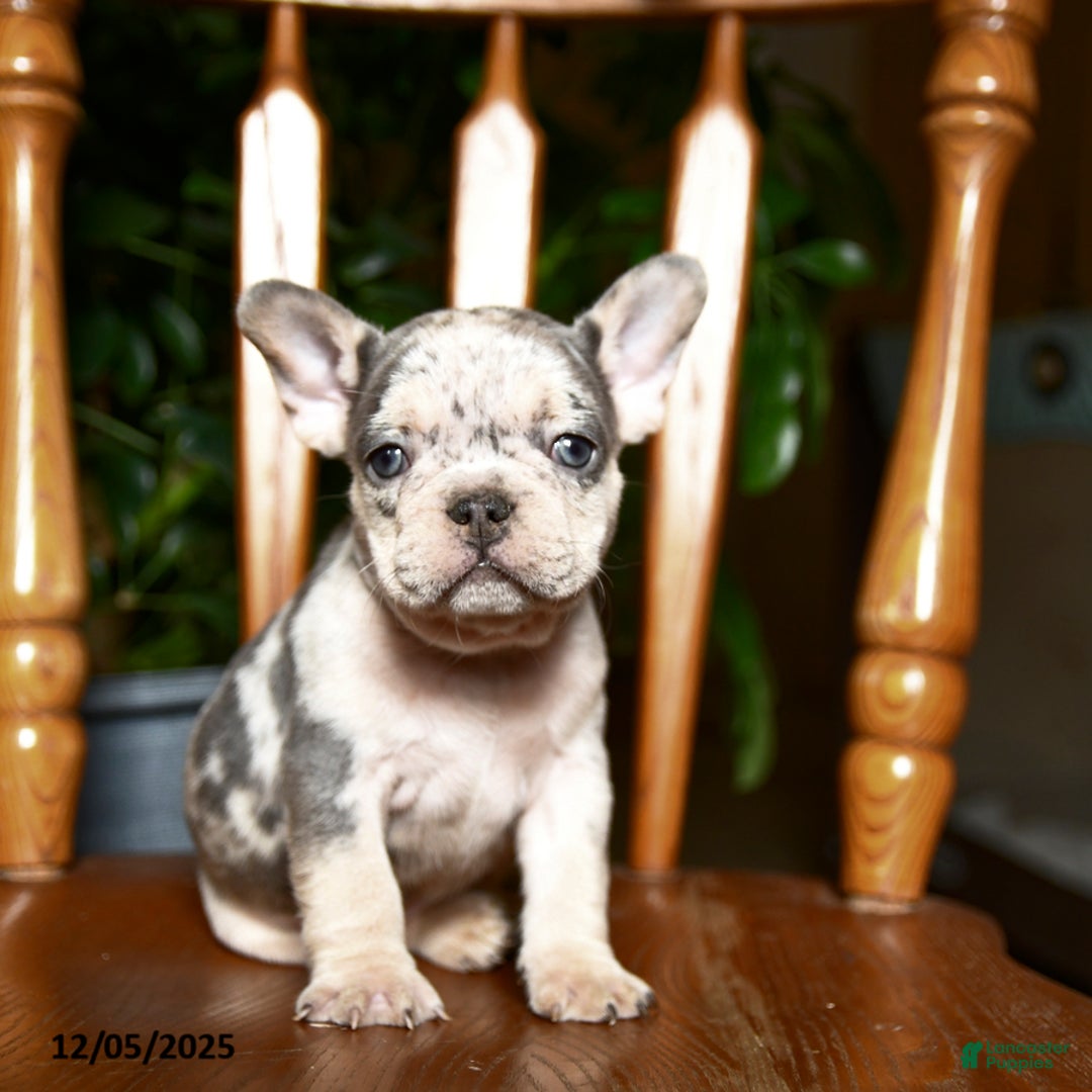 French Bulldog dogs for sale: Buddy - Ad 3