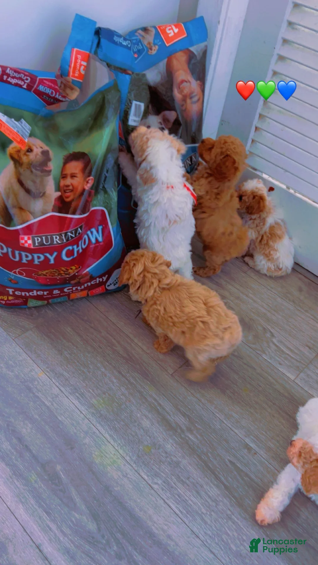 Toy Poodle dogs for sale: Toy Poodle Puppy 2 - Ad 2