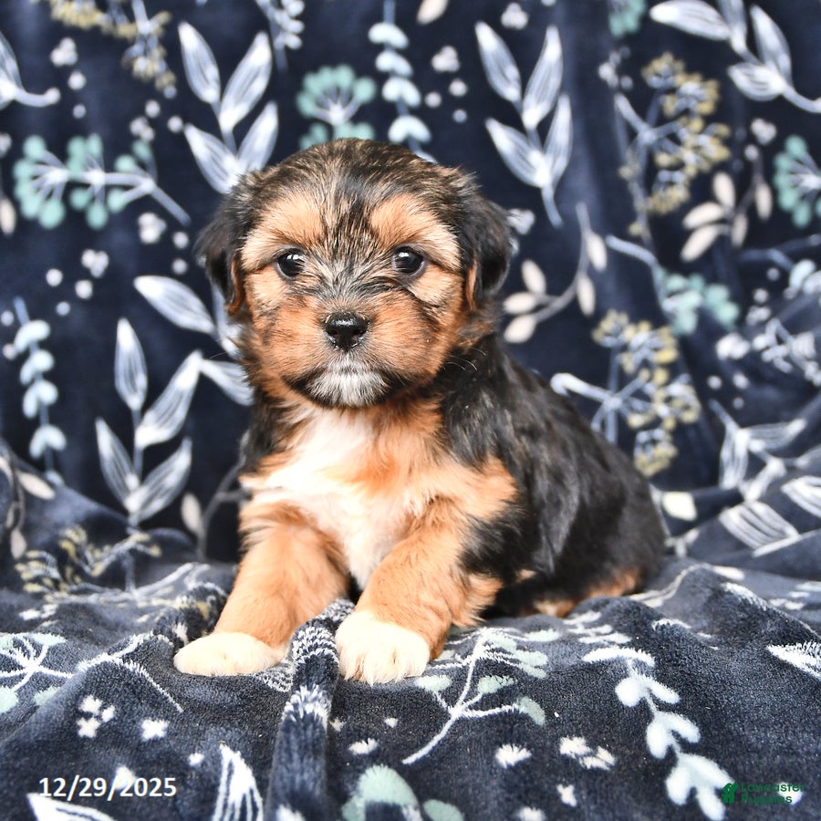 Shorkie dogs Charlotte - Ad 1