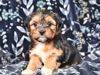 Shorkie dogs Charlotte - Ad 14