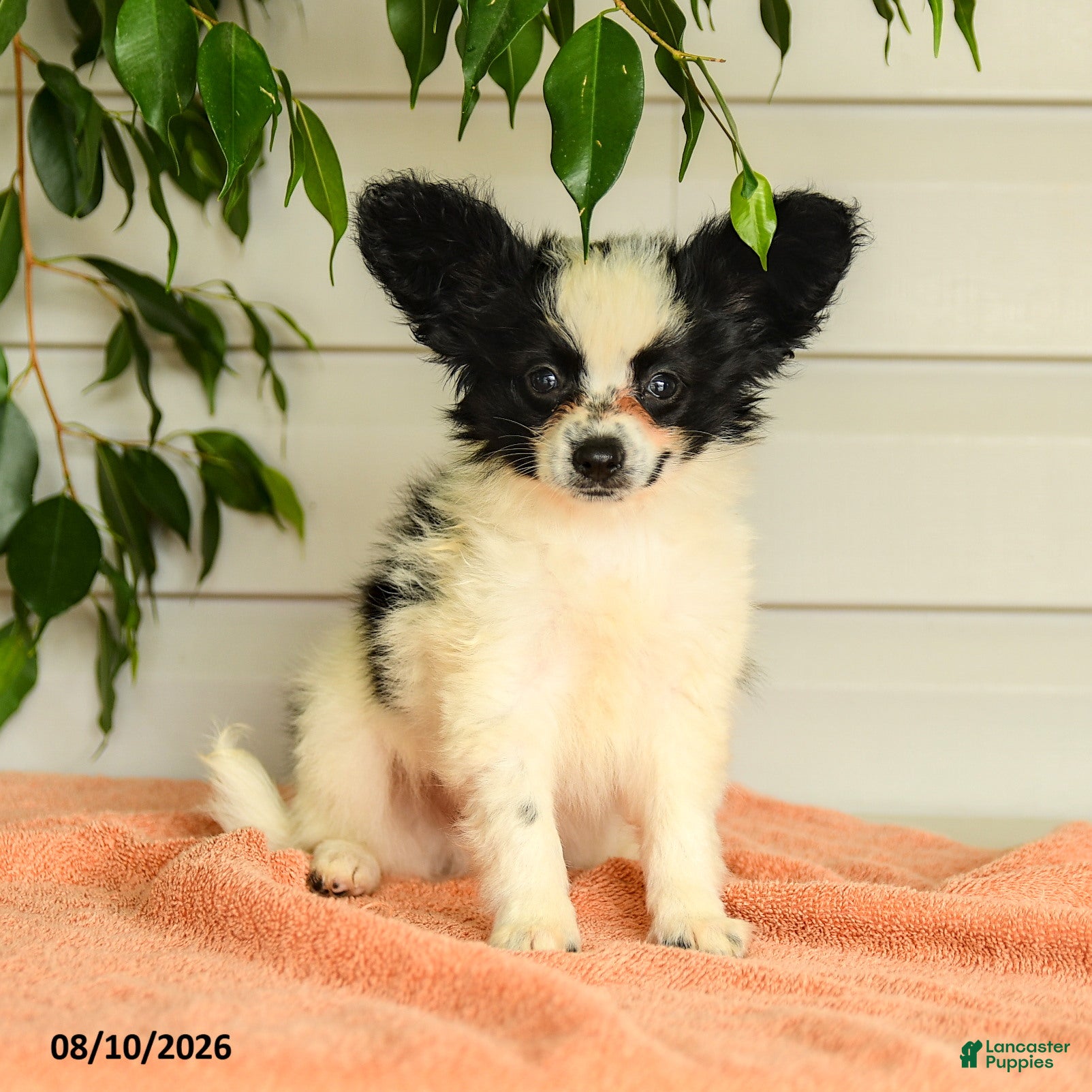 Papillon dogs Ralph - Ad 2