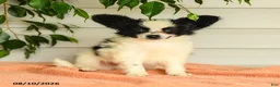 Papillon dogs for sale: Ralph - Ad 2