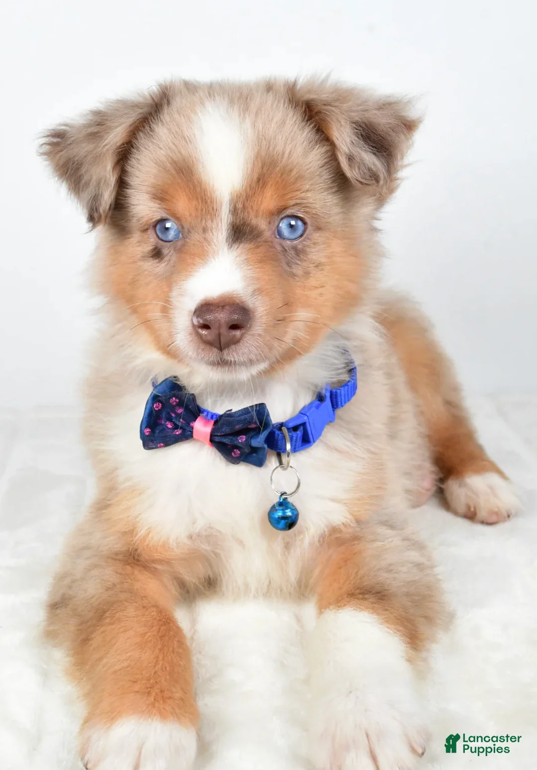 Miniature Australian Shepherd dogs for sale: Patrick - Ad 6