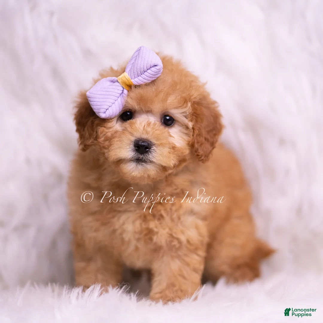 Mini Goldendoodle dogs for sale: Gentry - Ad 5