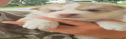 Siberian Husky dogs for sale: Galaxy - Ad 11