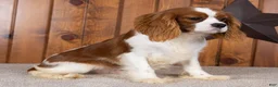 Cavalier King Charles Spaniel dogs for sale: Bruno - Ad 3