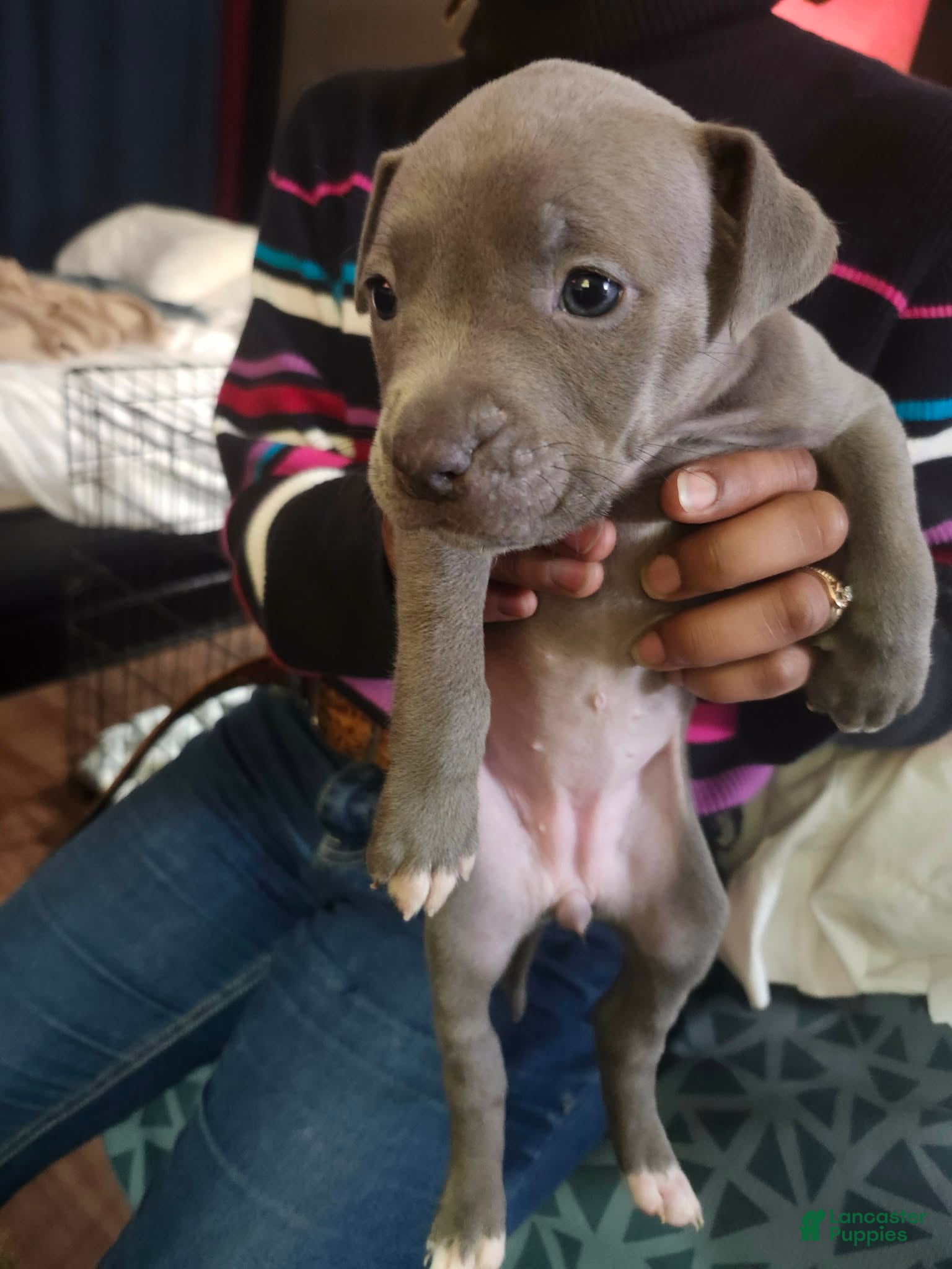 American Staffordshire Terrier dogs American Staffordshire Terrier Puppy 2 - Ad 2