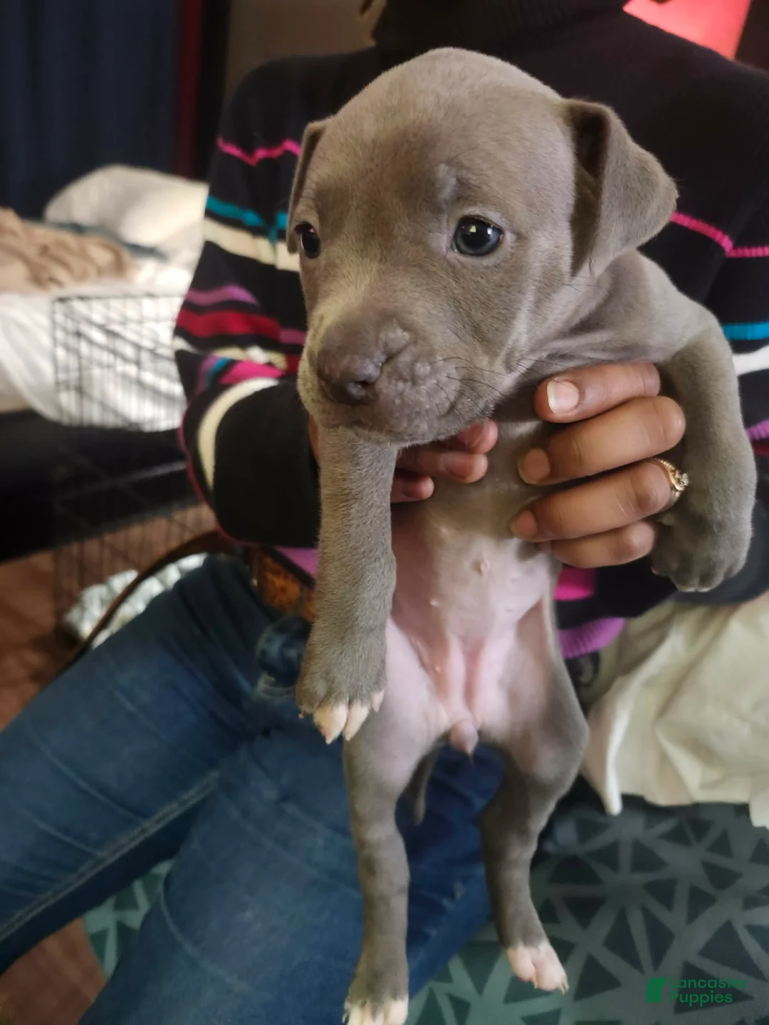 American Staffordshire Terrier dogs for sale: American Staffordshire Terrier Puppy 2 - Ad 2