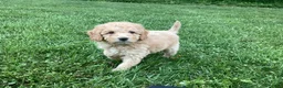 Mini Goldendoodle dogs for sale: Harper - Ad 8