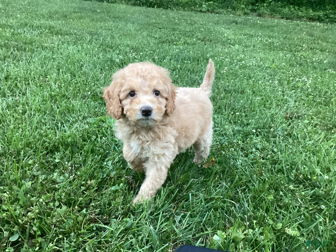 Mini Goldendoodle dogs for sale: Harper - Ad 8