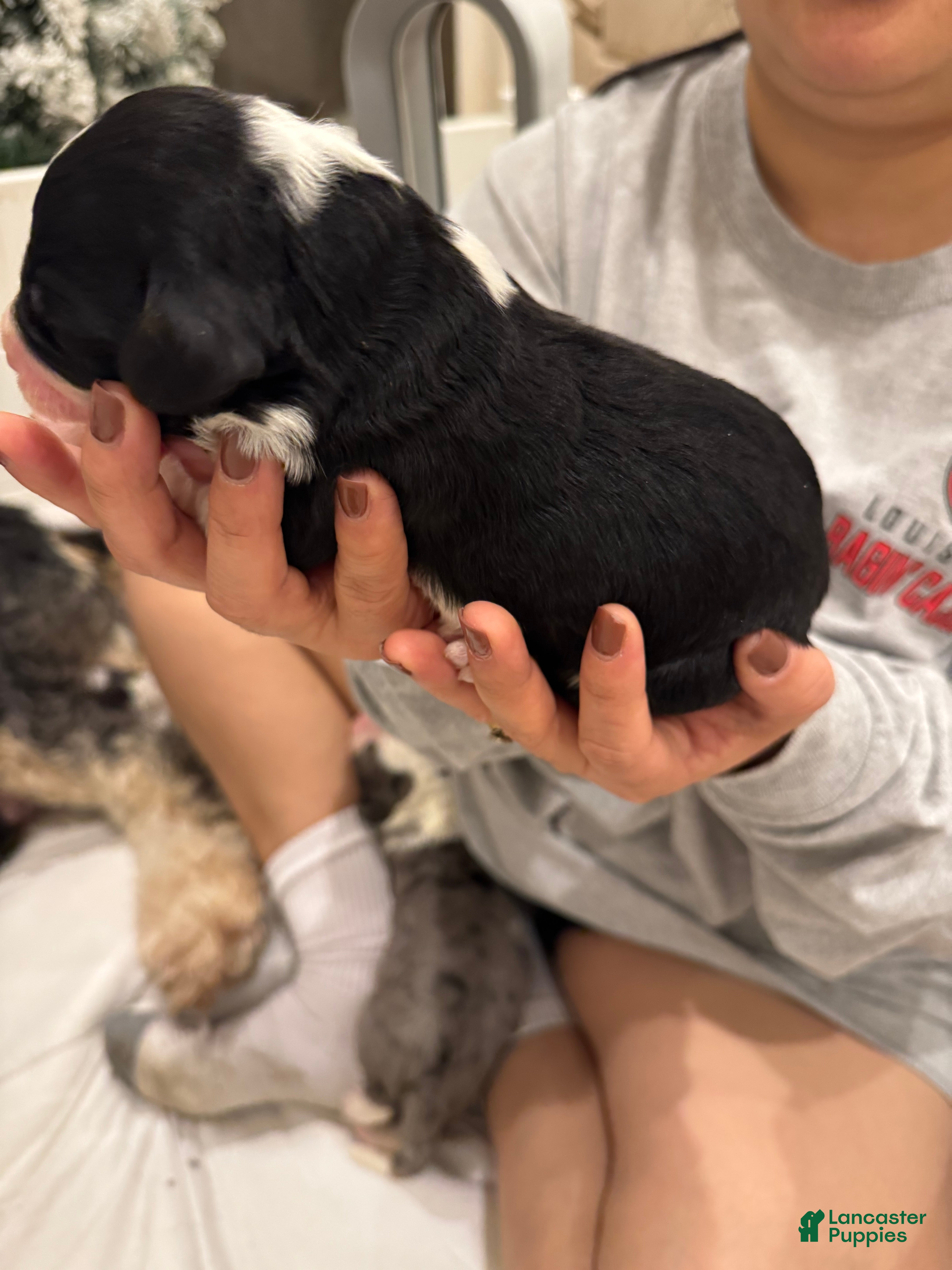 Bernedoodle dogs Abby - Ad 7