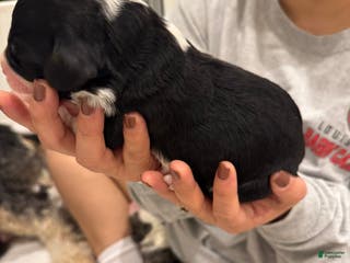 Bernedoodle dogs Abby - Ad 42