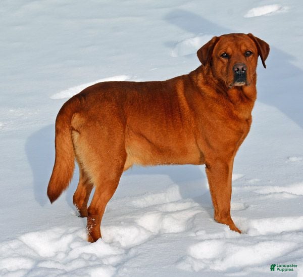 Labrador Retriever dogs Fox Red Stud - Ad 3