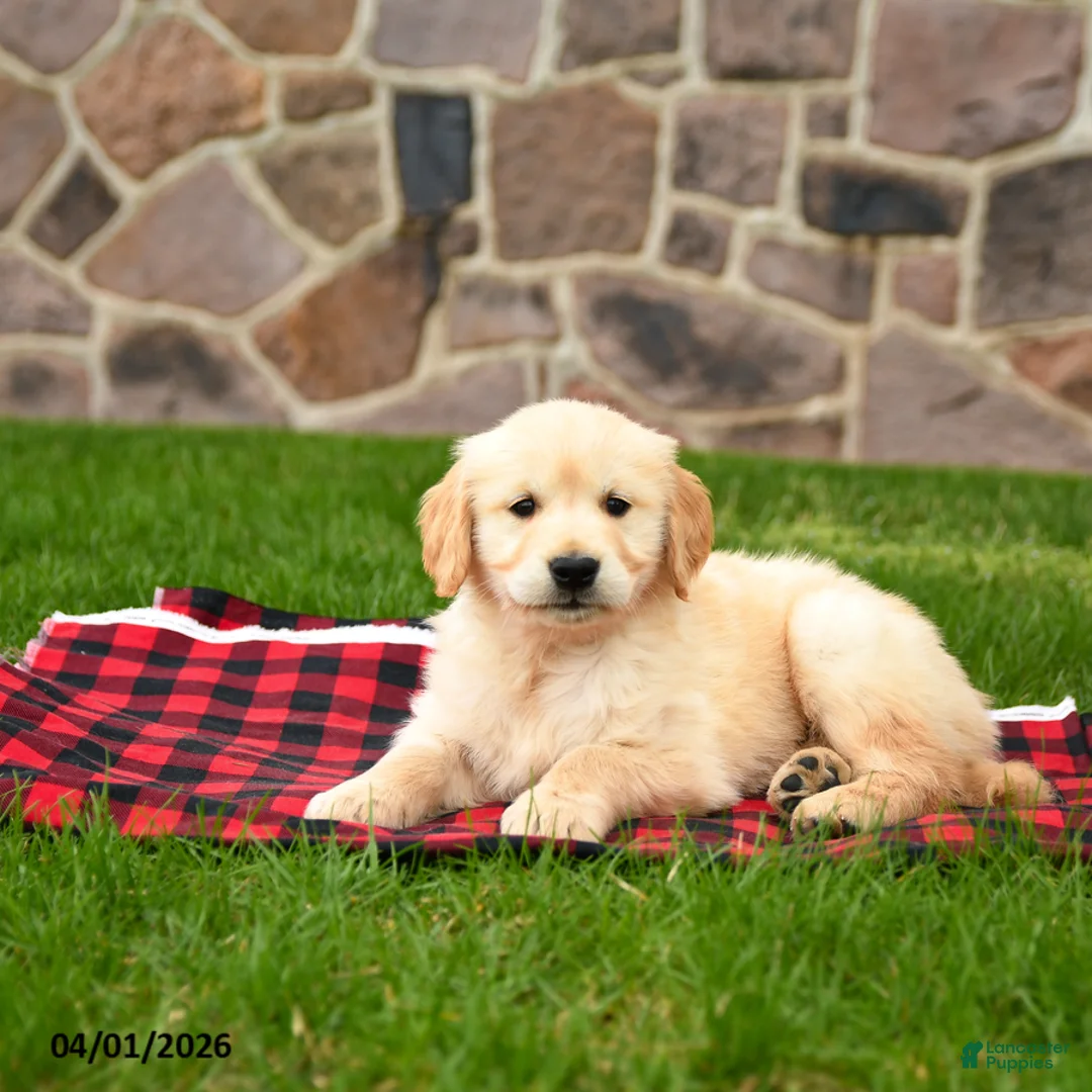 Golden Retriever dogs for sale: Riley - Ad 1