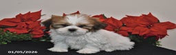 Shih Tzu dogs for sale: Rex - Ad 3