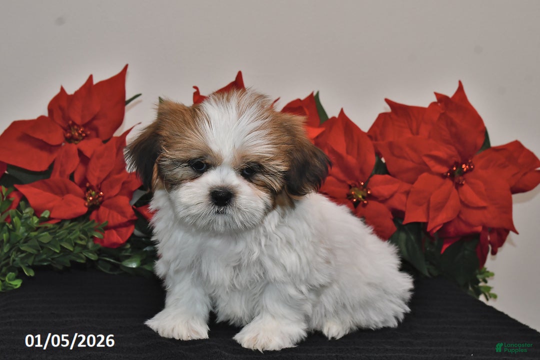 Shih Tzu dogs for sale: Rex - Ad 3
