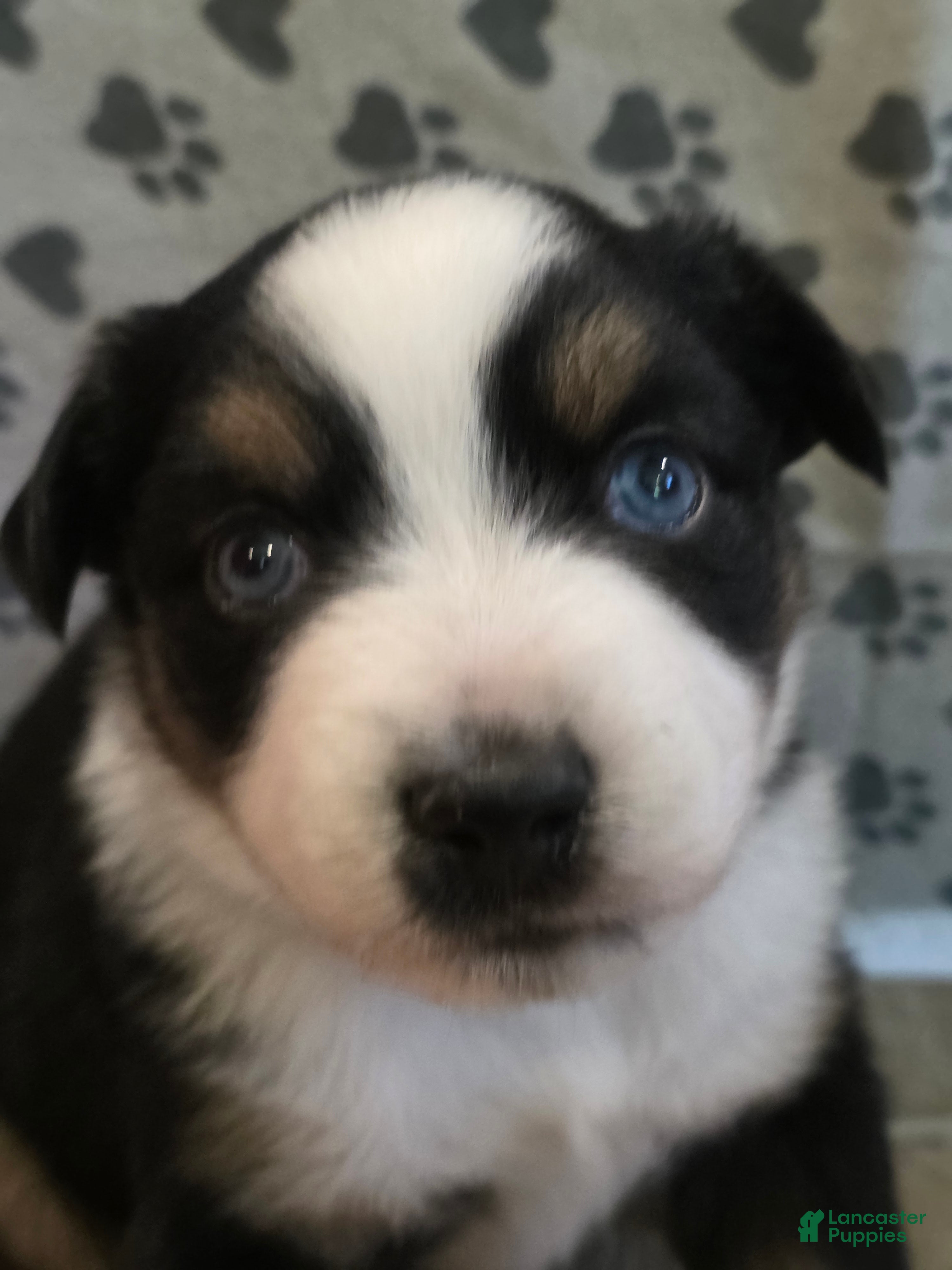 Australian Shepherd dogs Dawson - Ad 1