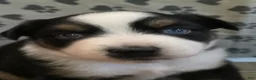 Australian Shepherd dogs for sale: Dawson - Ad 1