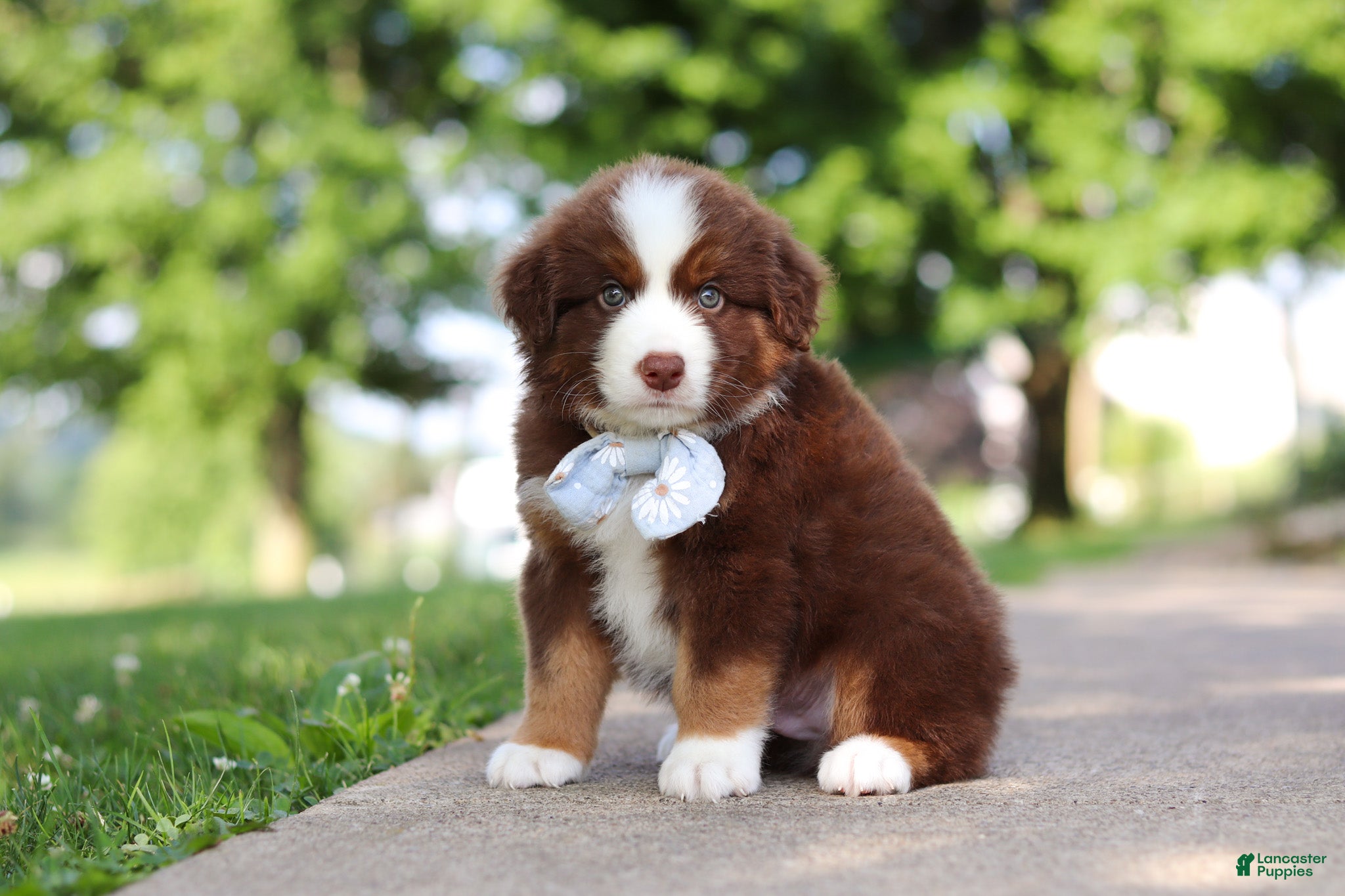 Miniature Australian Shepherd dogs Rowdy - Ad 1