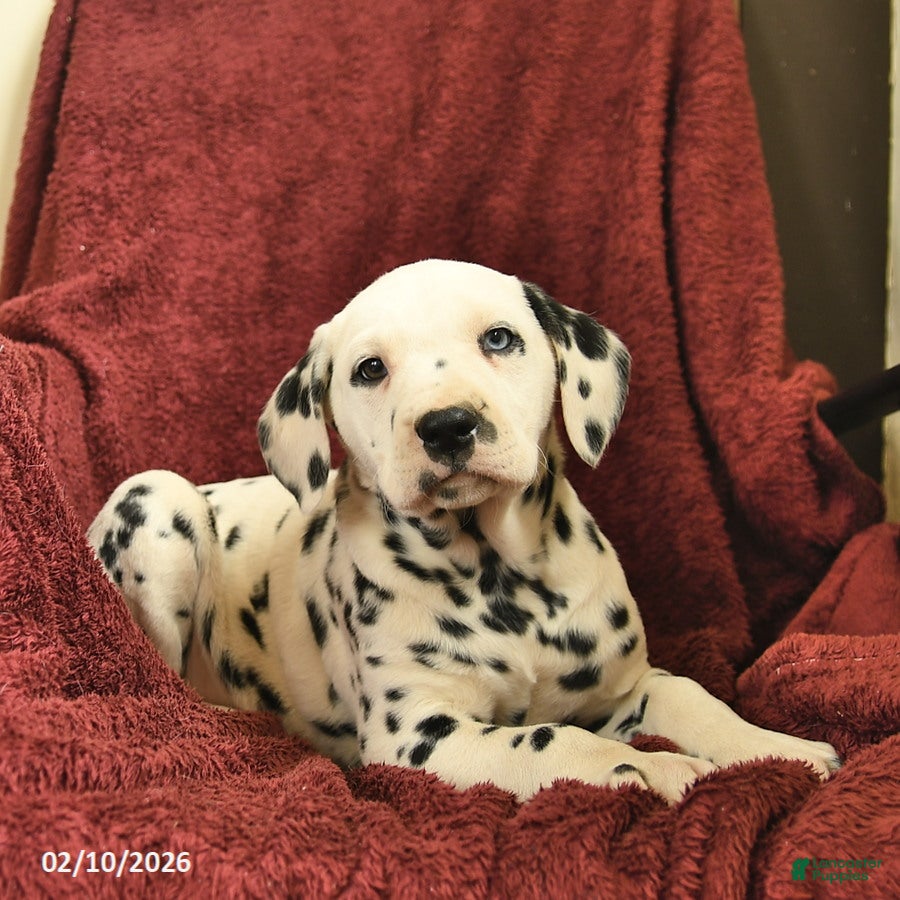 Dalmatian dogs Sailor  - Ad 4