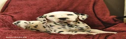 Dalmatian dogs for sale: Sailor  - Ad 1