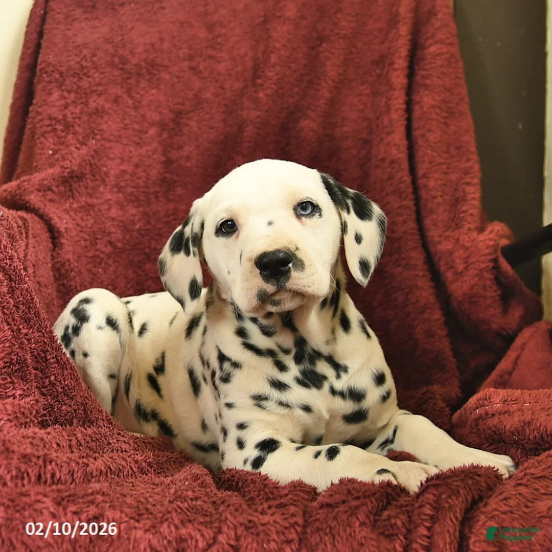 Dalmatian dogs for sale: Sailor  - Ad 1