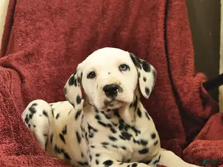 Dalmatian dogs Sailor - Ad 4