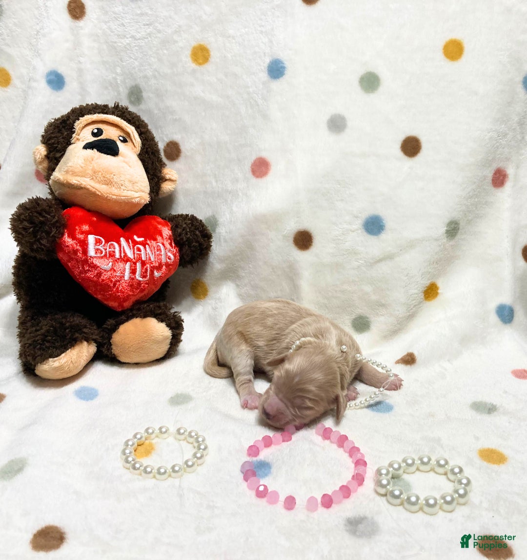 Labradoodle dogs for sale: Belle - Ad 1