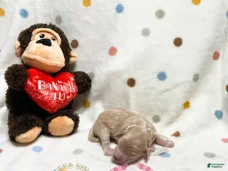 Labradoodle dogs Belle - Ad 2