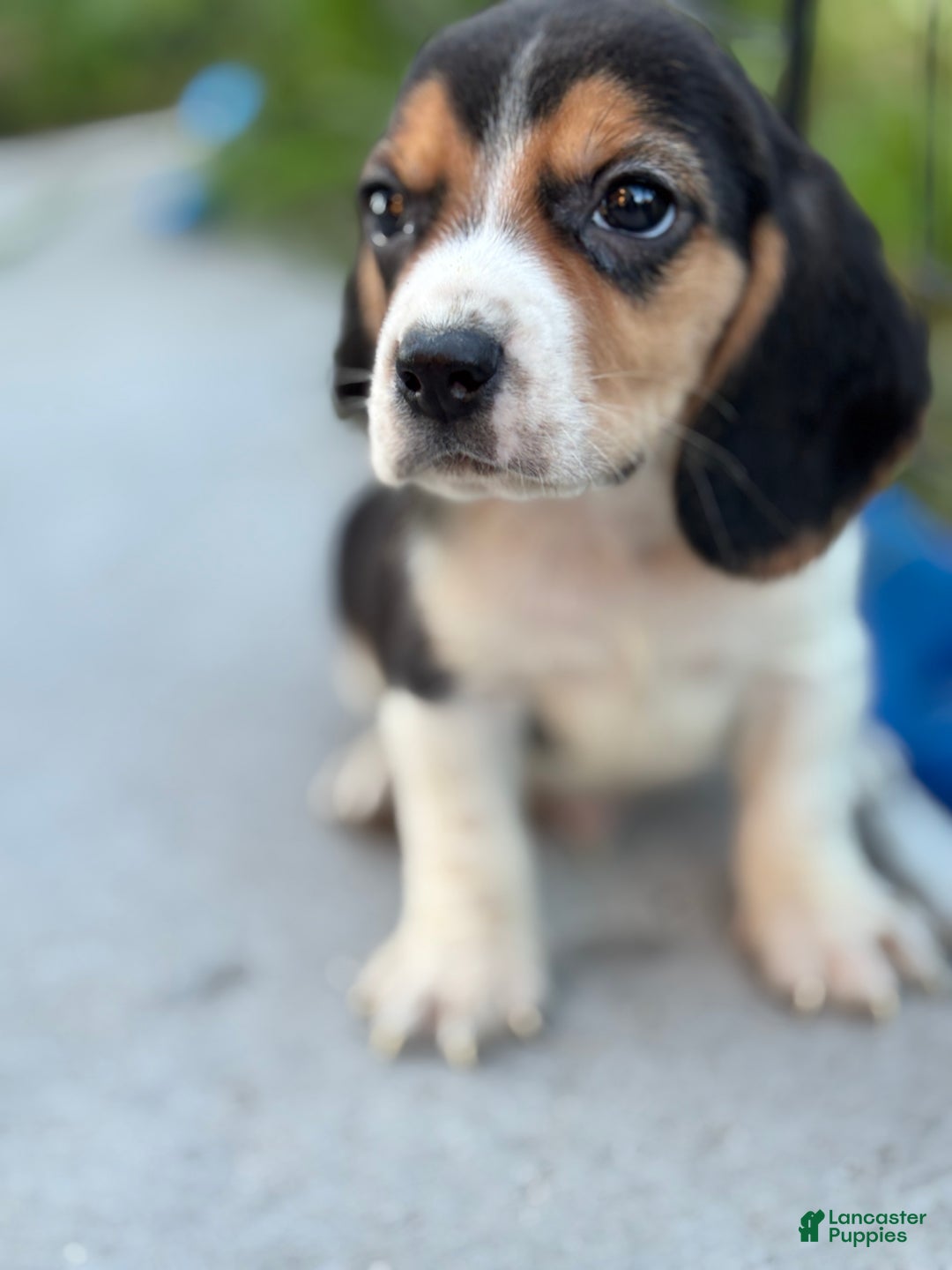 Beagle dogs for sale: Gus - Ad 6