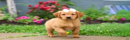 Golden Retriever dogs for sale: Beauty - Ad 8