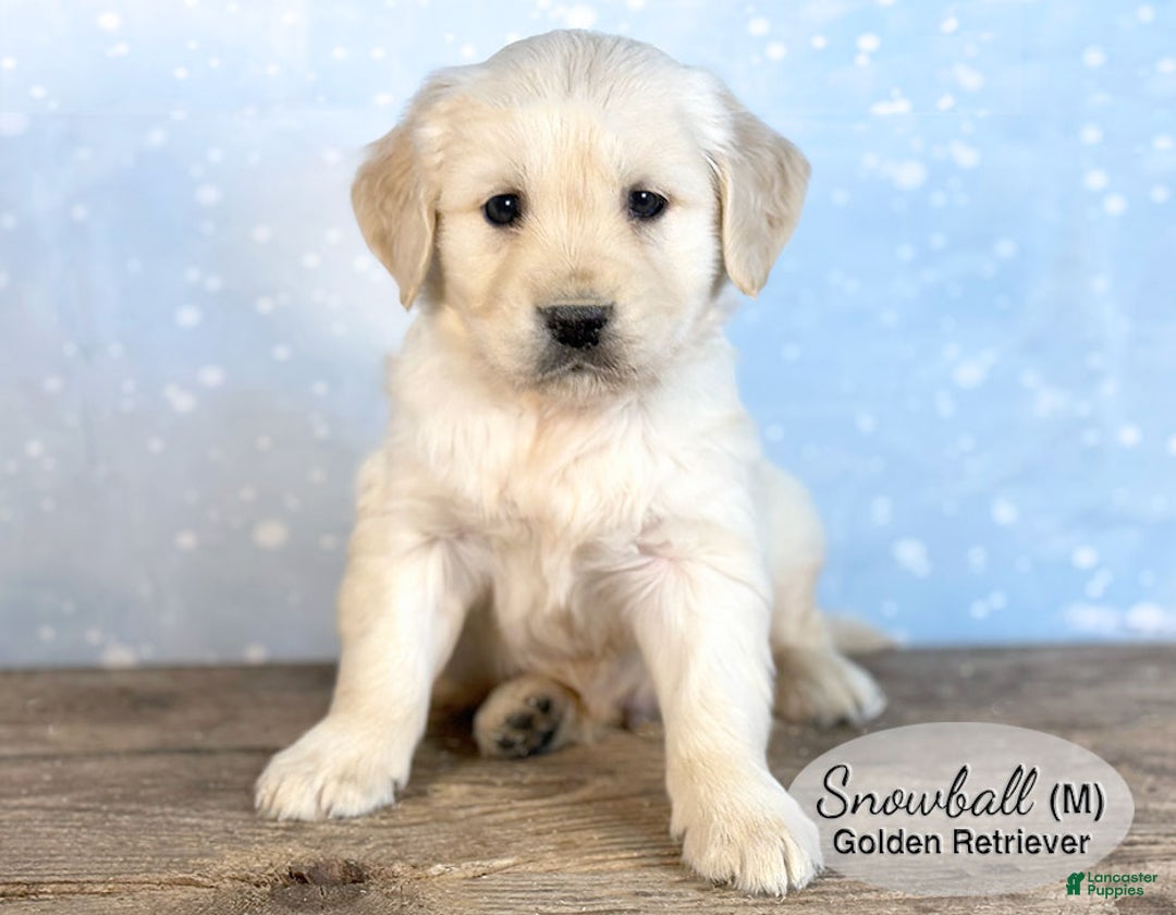 Golden Retriever dogs for sale: Snowball - Ad 2