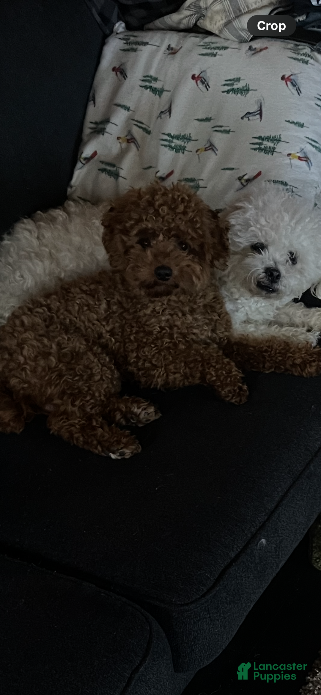 Bichpoo dogs for sale: Buckeye - Ad 2