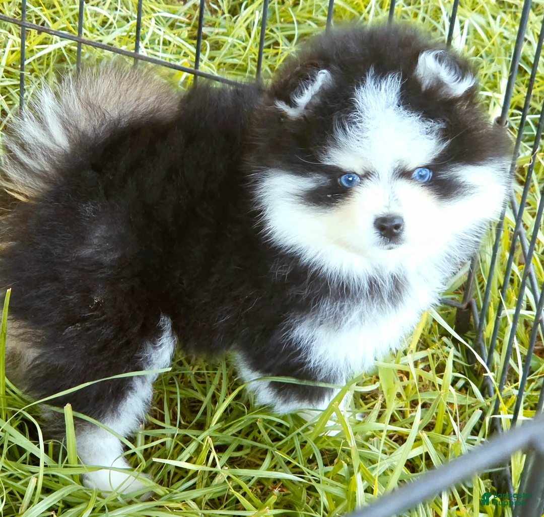 Pomsky dogs for sale: Calypso  - Ad 11