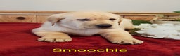Goldador dogs for sale: Smoochie - Ad 6