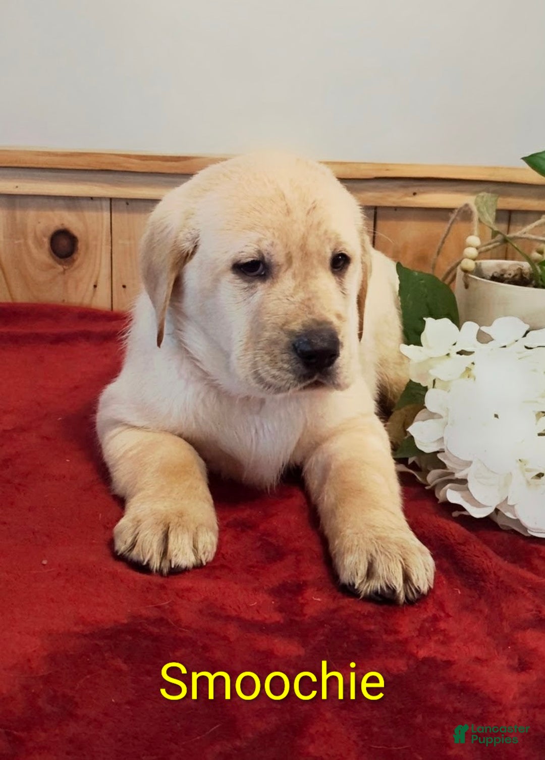 Goldador dogs for sale: Smoochie - Ad 6