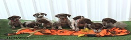 German Shorthaired Pointer dogs for sale: Happy - Ad 2