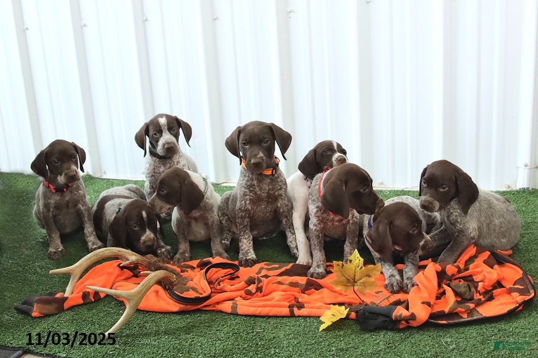 German Shorthaired Pointer dogs for sale: Happy - Ad 2