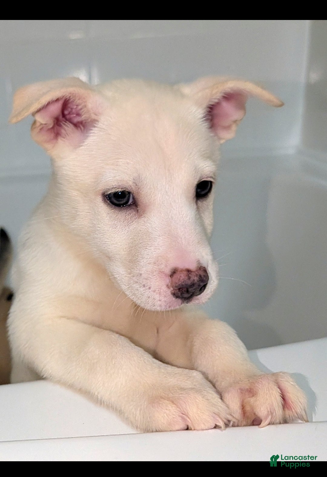 Pitsky dogs for sale: Stella - Ad 3