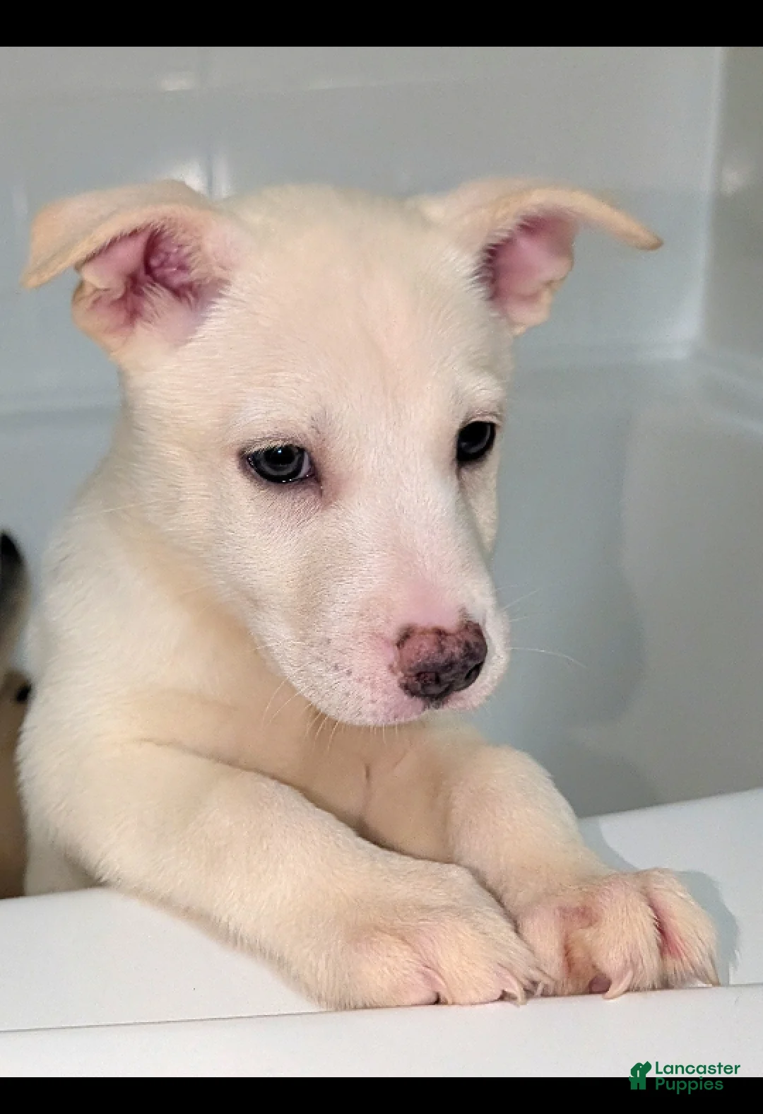 Pitsky dogs for sale: Stella - Ad 1