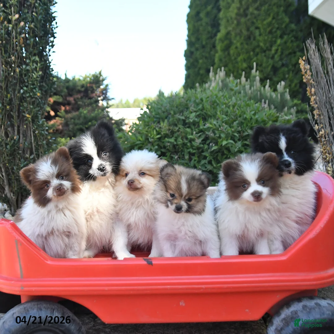 Pomeranian dogs for sale: Perry - Ad 5