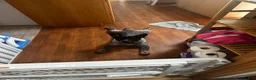 Australian Cattle Dog dogs for sale: Charlie  - Ad 3